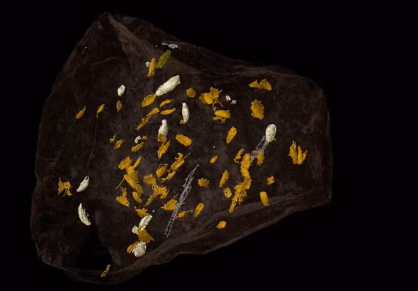 Các hóa thạch lâu đời nhất từ hổ phách cũng chỉ khoảng 140 triệu năm tuổi. Vì vậy, những hóa thạch phân khủng long có thể giúp các nhà khoa học khám phá nhiều điều bí ẩn hơn nữa.