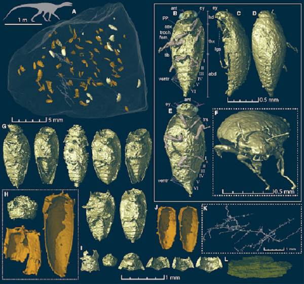 Theo thời gian, những đống phân này đã trở thành hóa thạch, và một số loài bọ nhỏ được nhúng vào đó. Sau khi nghiên cứu mẫu phân hóa thạch, các nhà khoa học đã phát hiện ra loài bọ mới.