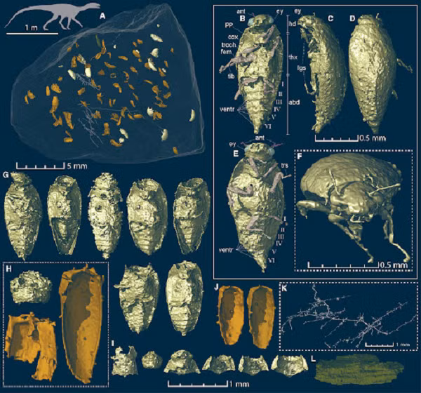 Theo thời gian, những đống phân này đã trở thành hóa thạch, và một số loài bọ nhỏ được nhúng vào đó. Sau khi nghiên cứu mẫu phân hóa thạch, các nhà khoa học đã phát hiện ra loài bọ mới.