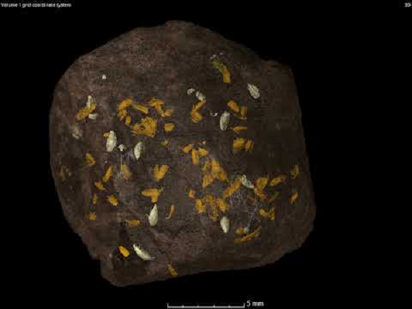 Các nhà nghiên cứu cũng cho rằng phân hóa thạch có thể là sự thay thế đối với hổ phách để trở thành vật liệu bảo quản xác côn trùng tốt nhất.