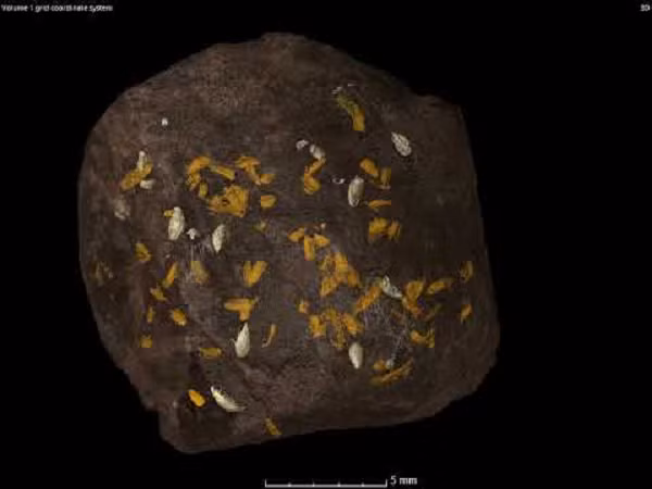 Các nhà nghiên cứu cũng cho rằng phân hóa thạch có thể là sự thay thế đối với hổ phách để trở thành vật liệu bảo quản xác côn trùng tốt nhất.