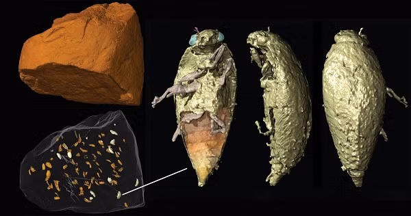 Mặc dù Silesaurus dường như đã ăn rất nhiều cá thể triamyxa coprolithica, nhưng loài này quá nhỏ để trở thành con mồi mục tiêu. Kích thước nhỏ của chúng chắc chắn đã giúp chúng còn nguyên vẹn vì không bị nhai nát và được nuốt trọn