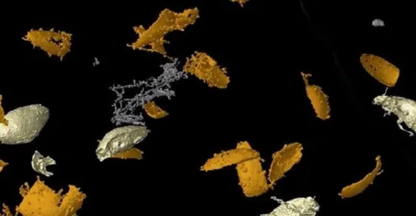 Phát hiện này vô cùng quan trọng vì hóa thạch côn trùng còn nguyên hình dạng ba chiều như thế này chưa từng được tìm thấy kể từ kỷ Tam Điệp.