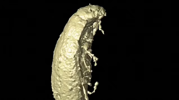 “Tôi đồng ý với các tác giả rằng các mẫu vật được tìm thấy trong phân hóa thạch rất giống với hổ phách về tính đầy đủ và mức độ bảo quản”, Sam Heads, giám đốc Trung tâm Cổ sinh vật học PRI tại Đại học Illinois nhận định.