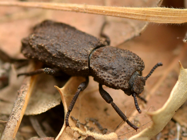 Trong khi hầu hết bọ cánh cứng có tuổi thọ chỉ vài tuần hay vài tháng, bọ ironclad diabolical có thể sống 2 năm, chúng chủ yếu được tìm thấy trong các cây sồi bên bờ biển Thái Bình Dương ở khu vực Bắc Mỹ.