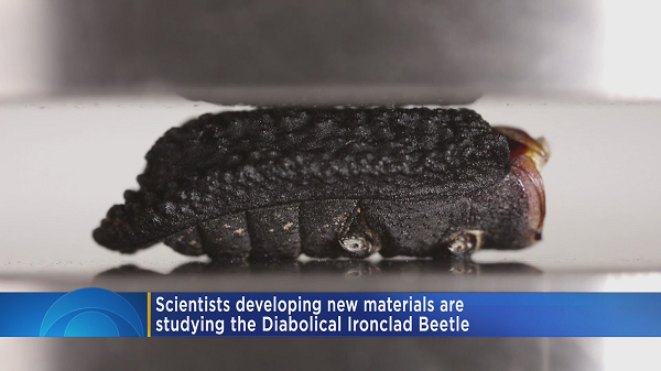 Điều khiến nhóm nghiên cứu ngạc nhiên là vỏ của loài bọ không hề có thành phần chứa sắt hay các khoáng chất cứng khác. Bộ giáp này dường như được phát triển tiến hoá từ một cặp cánh mà hiện nay đã bị tiêu biến.