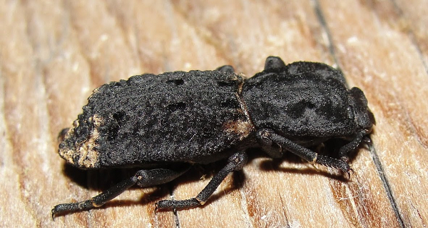 Vì vậy những con bọ này có thể chịu được vết mổ của chim, bị dẫm bởi các loài động vật to lớn, hay thậm chí là ngay cả ô tô cán qua thì chúng vẫn chẳng hề hấn gì.