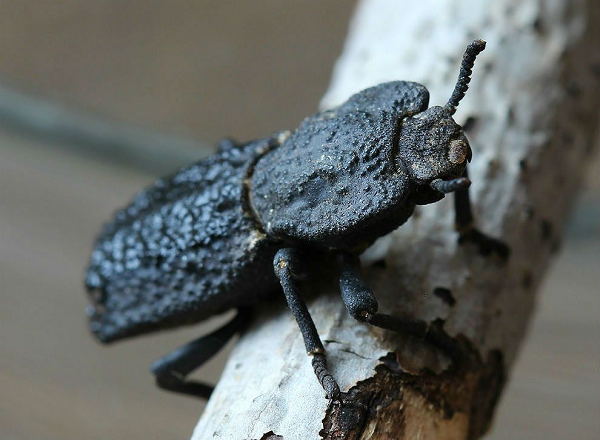 Những khám phá mới về loại bọ cánh cứng này giúp ích rất nhiều trong việc phát triển, thiết kế máy bay cũng như là một số phương tiện di chuyển và trong cả xây dựng nhà cửa.