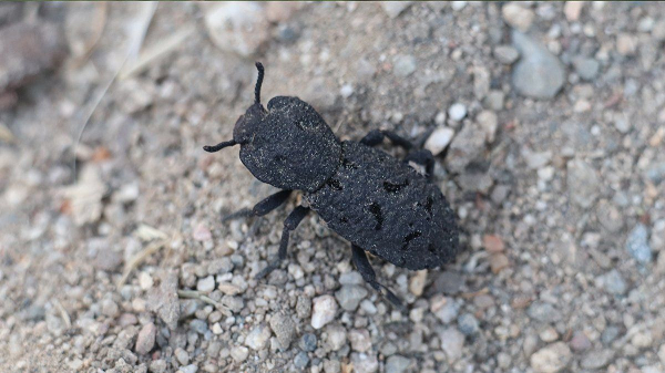 Cấu trúc của bộ xương ngoài cũng rất thông minh. Tiến hóa từ một cặp cánh trước, bộ xương ngoài trùm qua lưng con bọ và gắn liền với cấu trúc riêng biệt nằm dưới bụng nó.