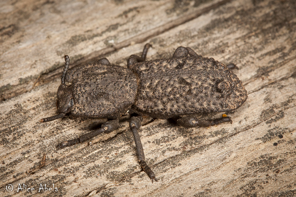 Quan sát kỹ hơn mấu nối ở bộ xương ngoài cũng hé lộ mỗi mấu đều gồm nhiều lớp đồng tâm có hình dáng giống nhau, giúp khớp nối trở nên chắc chắn hơn và phân tán một phần áp lực. Áp lực đè lên cấu trúc sẽ phân bố qua đường dẫn thay vì tập trung vào một điểm yếu.