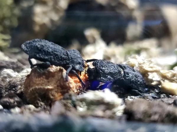 Để kiểm chứng khả năng chịu sức nặng của loài bọ ironclad diabolical, các nhà nghiên cứu đã tiến hành thử nghiệm lái chiếc xe Toyota Camry cán qua con bọ 2 lần và chúng vẫn sống sót.