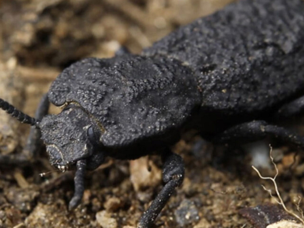 Ấn từ trên xuống, bộ xương ngoài sẽ cong nhẹ ở hai bên với sức bền và độ linh hoạt đủ để bảo vệ những mô mềm bên trong.