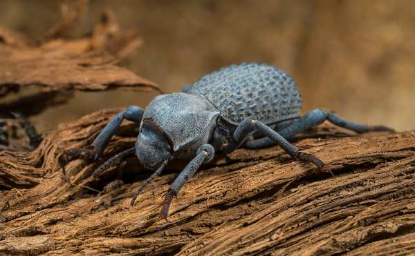 Sau khi nghiên cứu, các nhà khoa học cho biết, bọ ironclad diabolical có một lớp giáp được xếp thành từng lớp và nối lại với nhau như trò chơi xếp hình, đặc biệt bộ giáp này có thể biến dạng dưới sự tác động của trọng lượng rất lớn mà vẫn không làm tổn hại bên trong.