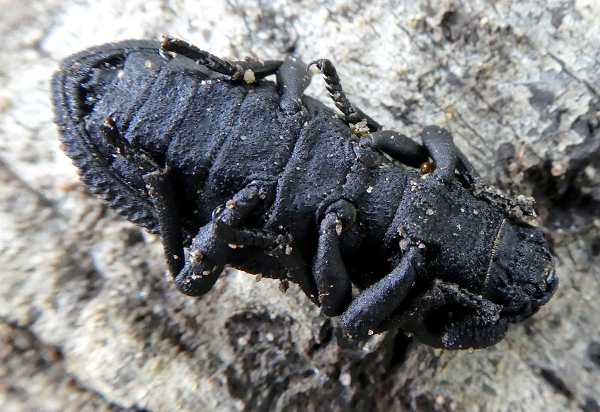 Các thông tin về loại bọ cánh cứng này tạo cảm hứng cho các nhà khoa học có thể tạo ra một vật liệu liên kết mới nứt gãy từ từ và kiểm soát dự đoán trước. Thay cho việc sử dụng bu lông, ghim, các chất kết dính,… hiện nay trong chế tạo máy bay.