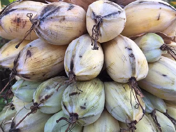 Các nghiên cứu cho thấy flavonoid là nhóm hợp chất có tác dụng kháng oxy hóa, kháng ung thư, bảo vệ gan, thận, chống đái tháo đường, kháng viêm, bảo vệ thần kinh, giảm đau.