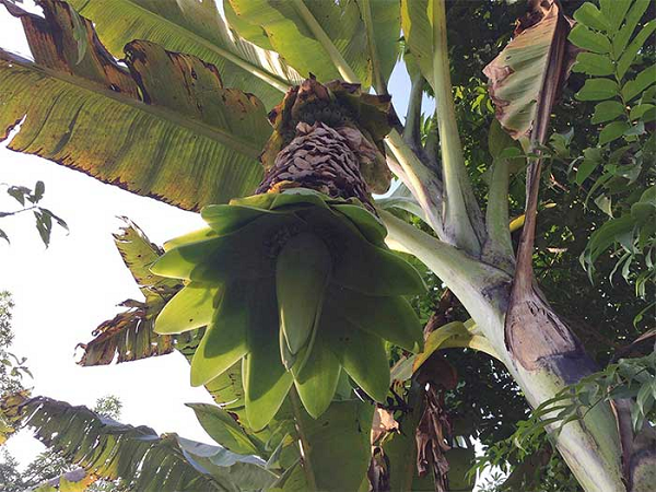 Chuối cô đơn có tên khoa học “Ensele Glaucum E”, thuộc họ cây chuối. Loài chuối này đặc biệt ở chỗ bụi chuối chỉ có một cây duy nhất (Nên mới có tên gọi chuối cô đơn), gốc cây phình to như chân con voi.