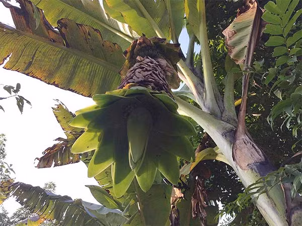 Chuối cô đơn có tên khoa học “Ensele Glaucum E”, thuộc họ cây chuối. Loài chuối này đặc biệt ở chỗ bụi chuối chỉ có một cây duy nhất (Nên mới có tên gọi chuối cô đơn), gốc cây phình to như chân con voi.