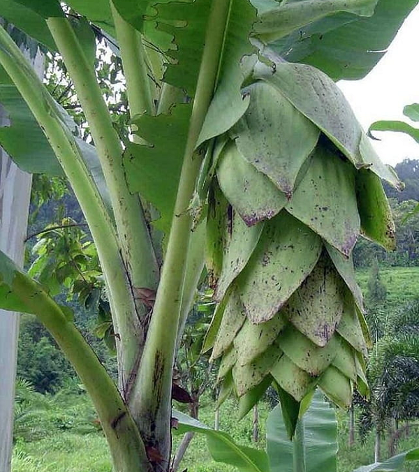 Bản lá cây lớn với kích thước 0.6m chiều ngang và dài tầm 3m. Thân cây có phủ thêm một lớp phấn trắng. Hoa chuối cô đơn rất đặc biệt. Màu hoa thay vì màu đỏ tía như chuối ta thì lại có màu xanh lá mạ ấn tượng.
