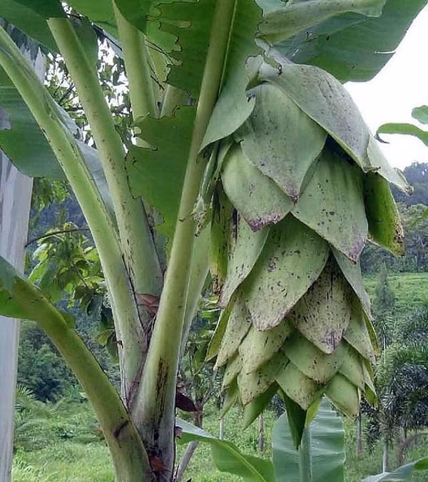 Bản lá cây lớn với kích thước 0.6m chiều ngang và dài tầm 3m. Thân cây có phủ thêm một lớp phấn trắng. Hoa chuối cô đơn rất đặc biệt. Màu hoa thay vì màu đỏ tía như chuối ta thì lại có màu xanh lá mạ ấn tượng.