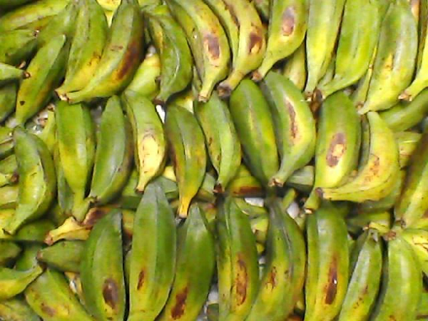 Chuối cô đơn có chứa một số hợp chất chính như flavonoid, tannin, saponin, alkaloid, coumarin, anthraquinon, anthocyanosid, proanthocyanidin, triterpenoid.