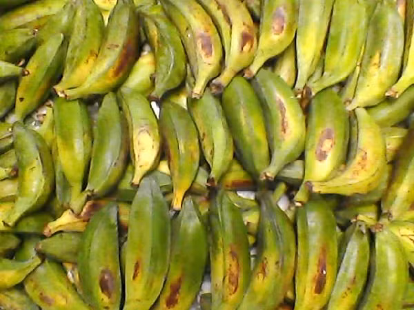 Chuối cô đơn có chứa một số hợp chất chính như flavonoid, tannin, saponin, alkaloid, coumarin, anthraquinon, anthocyanosid, proanthocyanidin, triterpenoid.