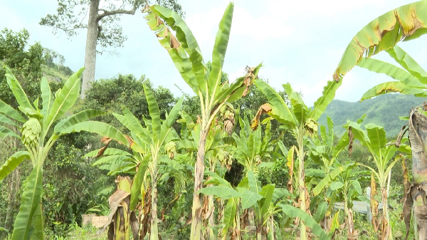 Chuối cô đơn là loài thực vật ngoài chức năng góp phần làm đa dạng môi trường sinh thái, còn được người dân địa phương sử dụng làm dược liệu có tác dụng điều trị một số bệnh trong y học dân gian.