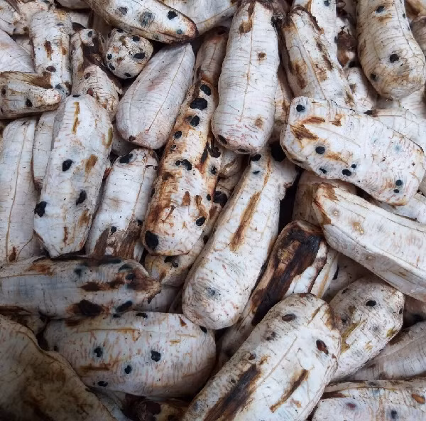 Hợp chất saponin có tác dụng kháng ung thư, kháng viêm, kháng nấm, hạ lipid máu, bảo vệ thần kinh, bảo vệ gan, điều hòa miễn dịch. Hợp chất alkaloid có tác dụng trên các bệnh lý thoái hóa thần kinh, kháng viêm, kháng khuẩn, chống oxy hóa, rối loạn lo âu, kháng ung thư. Các nhóm hợp chất khác cũng đã được chứng minh có tác dụng sinh học.