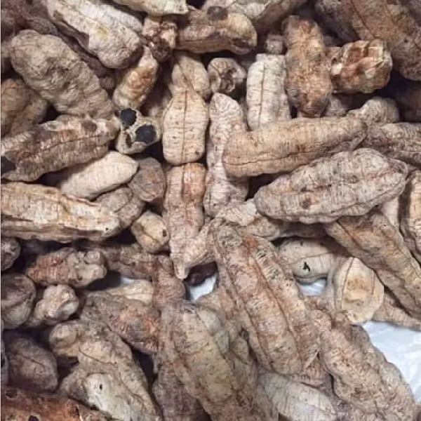 Hạt chuối cô đơn phơi khô rồi đưa lên bếp sao vàng, sau đó cho vào bình ngâm với rượu gạo, uống sau mỗi bữa ăn để trị các chứng đau lưng, nhức mỏi xương khớp rất hiệu nghiệm. Chuối cô đơn ngâm với rượu ủ lâu có màu vàng hổ phách, hương vị thơm mạnh rất đặc trưng.