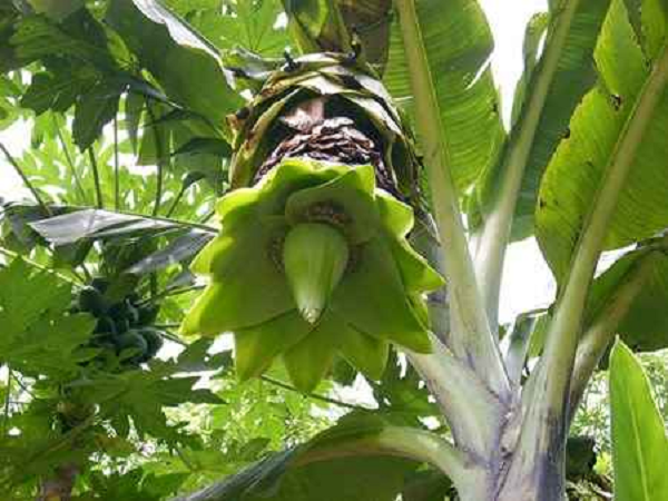 Chúng không đẻ thêm nhánh như chuối nhà mà chúng sinh sôi nảy nở bằng hạt. Thân cây chuối cao tầm 3m đường kính đạt 0.6m thon dần và gốc bự.