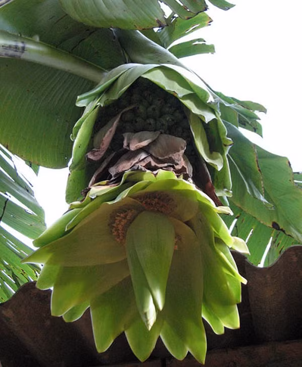 Hoa mọc thành nhiều lớp khổng lồ tương tự các tòa tháp cao. Điểm khác biệt của loại chuối cô đơn này so với chuối thường là khi quả chuối chín vàng cũng là lúc cây tự héo rũ và chết.