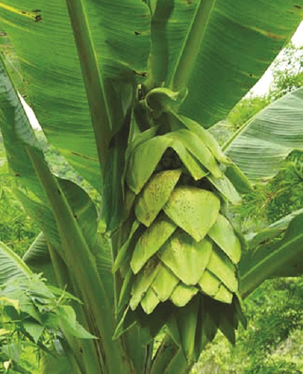 Toàn bộ các chất dinh dưỡng hấp thụ sẽ được dồn tới buồng chuối. Trái chuối tròn, hình dáng ngắn và khá dày không thon. Đến mùa thu hoạch, người dân lấy hạt phơi khô, cất giữ để bào chế thuốc chữa bệnh.