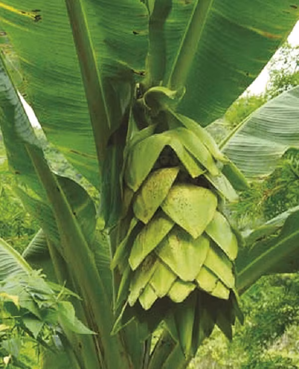 Toàn bộ các chất dinh dưỡng hấp thụ sẽ được dồn tới buồng chuối. Trái chuối tròn, hình dáng ngắn và khá dày không thon. Đến mùa thu hoạch, người dân lấy hạt phơi khô, cất giữ để bào chế thuốc chữa bệnh.