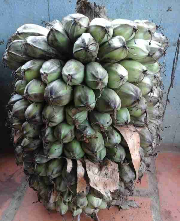 Mỗi một quả chuối lại chứa rất nhiều hạt với kích thước lớn gấp 1.5 đến 2 lần chuồi thường. Ước tính một buồng sẽ cho thu hoạch khoảng 1.5kg đến 2kg hạt chuối cô đơn.