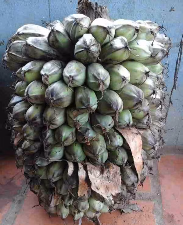 Mỗi một quả chuối lại chứa rất nhiều hạt với kích thước lớn gấp 1.5 đến 2 lần chuồi thường. Ước tính một buồng sẽ cho thu hoạch khoảng 1.5kg đến 2kg hạt chuối cô đơn.