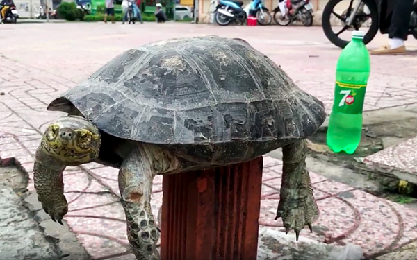 Loài rùa này được tìm thấy lần đầu tiên bởi nhà sinh vật học Nelson Annandale. Vì vậy, mà chúng được lấy tên gọi là Annandalii.