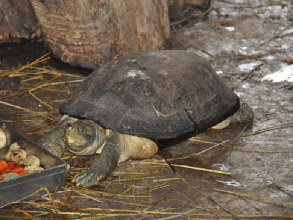 Yếm hai mặt với hình dạng khác nhau: Bờ trước lồi, bờ sau khuyết, bờ bên phần sau lại thẳng, giúp chúng trông như được mặc một bộ giáp to lớn và mạnh mẽ.