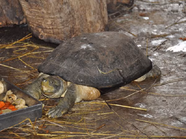 Yếm hai mặt với hình dạng khác nhau: Bờ trước lồi, bờ sau khuyết, bờ bên phần sau lại thẳng, giúp chúng trông như được mặc một bộ giáp to lớn và mạnh mẽ.