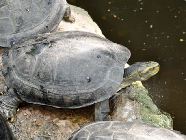 Rùa răng còn có tên khác là Càng đước, tên khoa học Heosemys annandalii, thuộc loài rùa lớn trong họ Emydidae, có nguồn gốc từ Đông Nam Á.