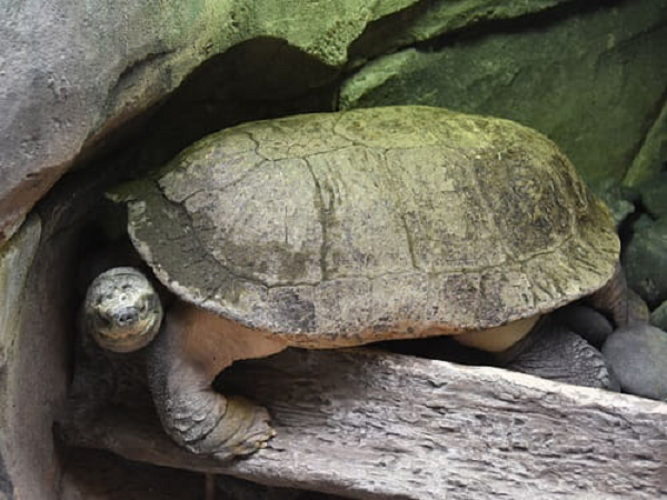 Được biết, cá thể rùa Răng này là do một người dân ở Hà Tĩnh mua lại từ một người khác để thả phóng sinh. Sau khi biết được đây là loài động vật hoang dã nguy cấp, quý hiếm người này đã bàn giao cho Hạt kiểm lâm.