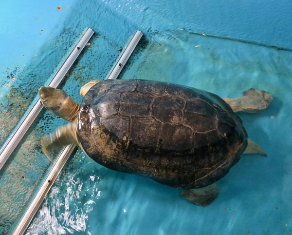 Khu vực sinh sống của rùa Răng thường là ao, hồ, đầm lầy, ruộng lúa,… khu vực có nguồn nước chảy chậm, đây có thể coi là đặc điểm đặc trưng của các loài trong họ rùa đầm.