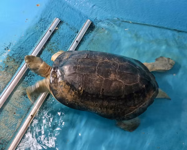 Khu vực sinh sống của rùa Răng thường là ao, hồ, đầm lầy, ruộng lúa,… khu vực có nguồn nước chảy chậm, đây có thể coi là đặc điểm đặc trưng của các loài trong họ rùa đầm.