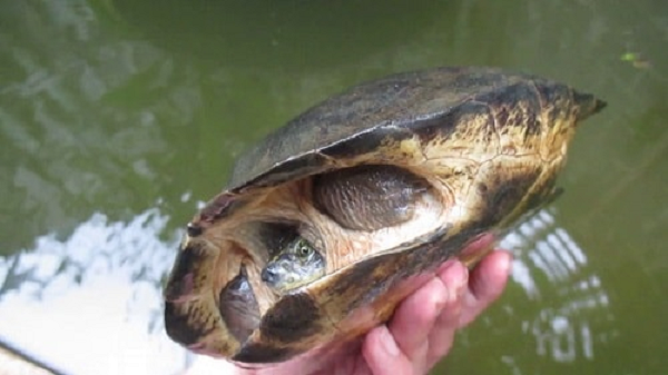 Tên gọi của rùa Răng được xuất phát từ đặc điểm của chúng, loài rùa này sở hữu một chiếc mỏ nhọn, chia làm 2 mấu, giống hệt như 2 chiếc nanh sắc nhọn ở hàm trên.