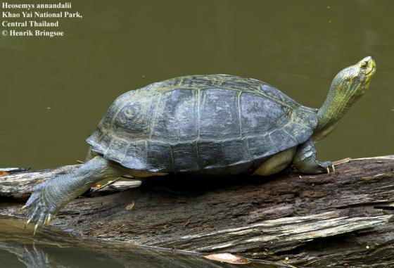 So với nhiều loài rùa khác, rùa Răng có kích thước cơ thể lớn, với chiều dài khoảng 50 – 53cm, cân nặng trung bình thường từ 5 – 10kg và có thể đạt tới 15kg khi trưởng thành hoàn toàn.