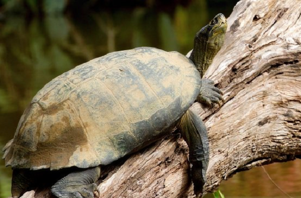 Tuy nhiên, việc săn bắt và buôn bán quá mức đã làm rùa Răng ngày càng giảm sút về số lượng và có nguy tuyệt chủng. Chúng được xếp vào nhóm IIB trong danh mục động vật rừng nguy cấp, nhóm Nguy cấp trong sách đỏ Việt Nam.