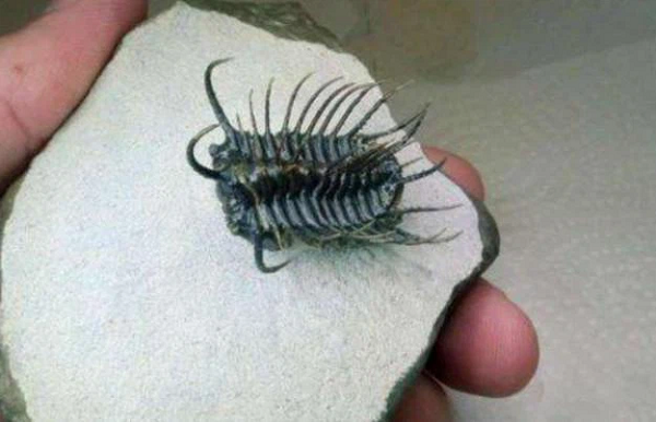 Sau khi dùng chổi quét sạch những lớp bụi bẩn bám trên bề mặt viên đá. Hoa văn của viên đá thực sự rất kỳ lạ, chúng là những lớp nâu và sáng đan xen thành hình tựa như xoắn ốc. Ngoài ra ở một phía còn có một vật thể màu đen với nhiều cái chân nhỏ nhô lên.