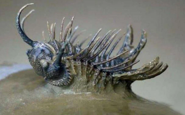 Hóa ra đó là một con bọ có vỏ cứng vô cùng kỳ lạ. Các chuyên gia cho biết đây không phải hóa thạch côn trùng bình thường mà là hóa thạch trilobite có gai (bọ ba thùy) của Maroc với niên đại hơn 300 triệu năm.