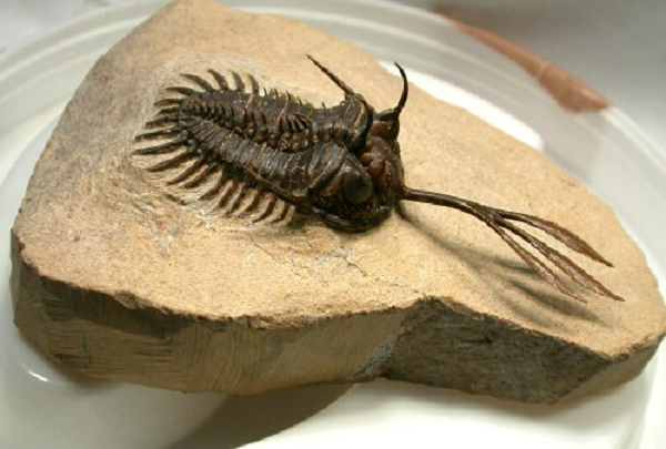 Các nhà khoa học cũng nhận thấy những mảnh cánh cứng bên ngoài của con trilobites có trong ruột của một loài động vật chưa biết ở Kaili Formation - một dãy đá ở phía nam Trung Quốc có niên đại ở giữa kỷ Cambrian.