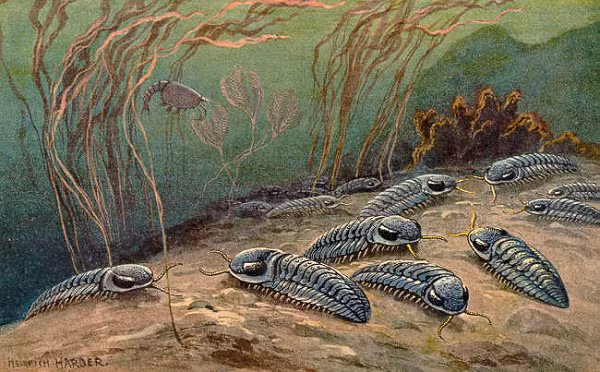 Nhận thấy tầm quan trọng trong việc phát hiện hóa thạch trilobite có gai đặc biệt này, người đàn ông đã quyết định tặng nó lại cho phòng nghiên cứu.