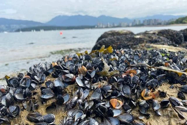 Ngao, sò chết la liệt trên bãi biển Canada vì nắng nóng.
