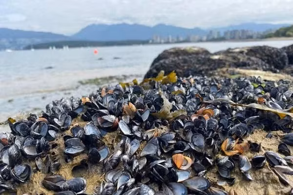 Ngao, sò chết la liệt trên bãi biển Canada vì nắng nóng.
